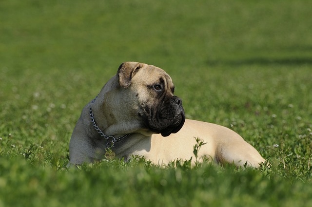 สุนัขสายพันธุ์ บูลมาสทิฟฟ์ (Bullmastiff)