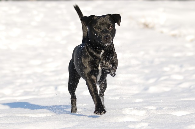 สุนัขสายพันธุ์ แพตเทอร์เดล เทอร์เรียร์ (Patterdale Terrier)