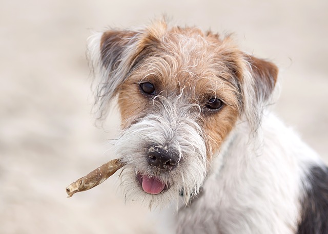 สุนัขสายพันธุ์ พาร์สัน แจ็ก รัสเซลล์ เทอร์เรียร์ (Parson Jack Russell Terrier)