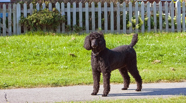 สุนัขสายพันธุ์ พูเดิล พันธุ์มาตรฐาน (Standard Poodle)