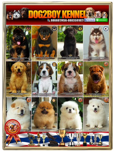 !!!AAA-ขายลูกสุนัข เยอรมัน-ร็อต-ลาบราดอร์-ไซบีเรียน-บีเกิ้ล-ปอม-บลูด็อกฯ-AAA!!!