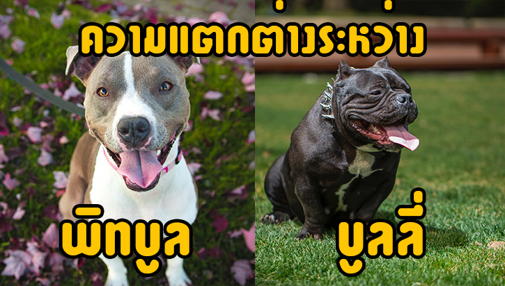 ความแตกต่างระหว่าง อเมริกันพิทบลู กับ อเมริกันบูลลี่