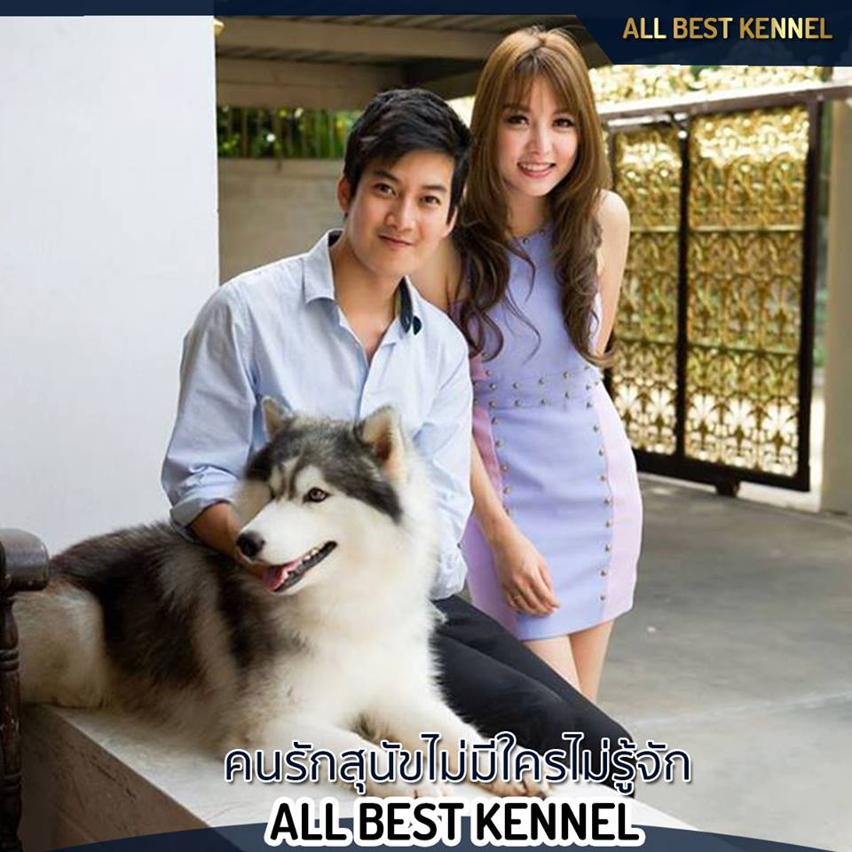 หากอยากได้ไซบีเรียน ที่เน้นคุณภาพเกรดHi-end ต้อง มาพบ คุณ โอ๊ต Allbest เท่านั้น