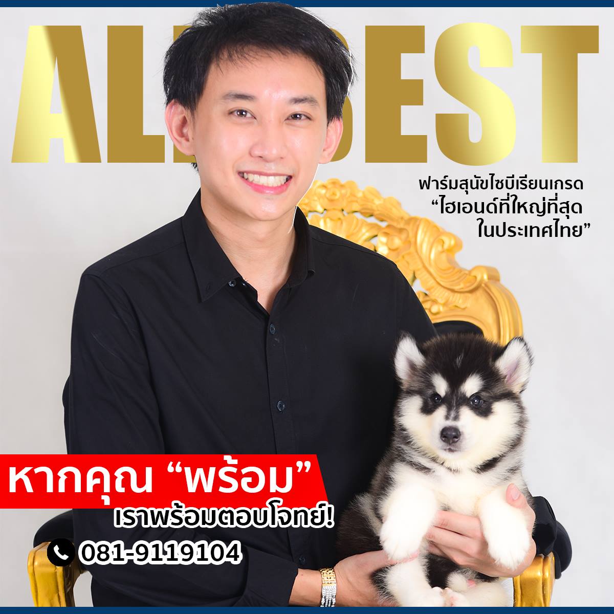 ขายไซบีเรียนฮัสกี้ เกรดดี มีทุกสีทุกแบบให้เลือก ที่ฟาร์มallbest เท่านั้น