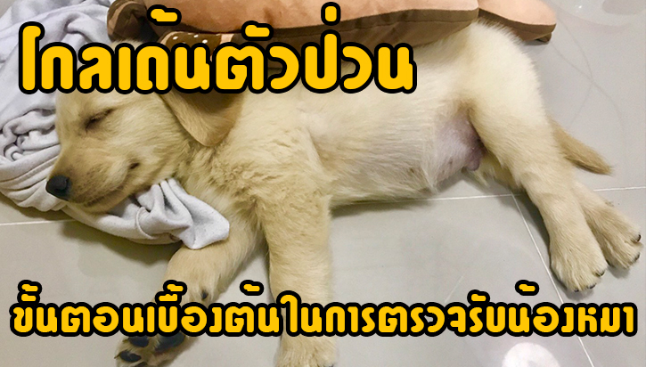 ขั้นตอนเบื้องต้นในการตรวจรับน้องหมา
