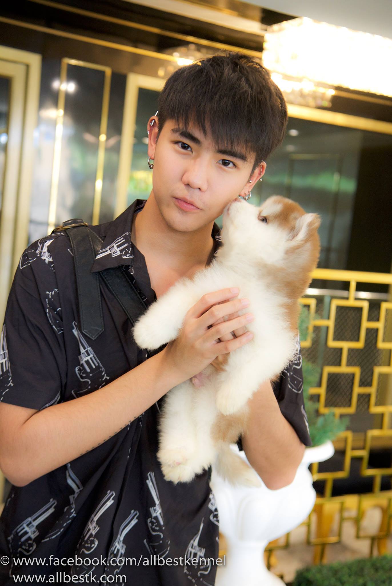 ขายไซบีเรียนฮัสกี้ เกรดดี มีทุกสีทุกแบบให้เลือก ที่ฟาร์มallbest เท่านั้น