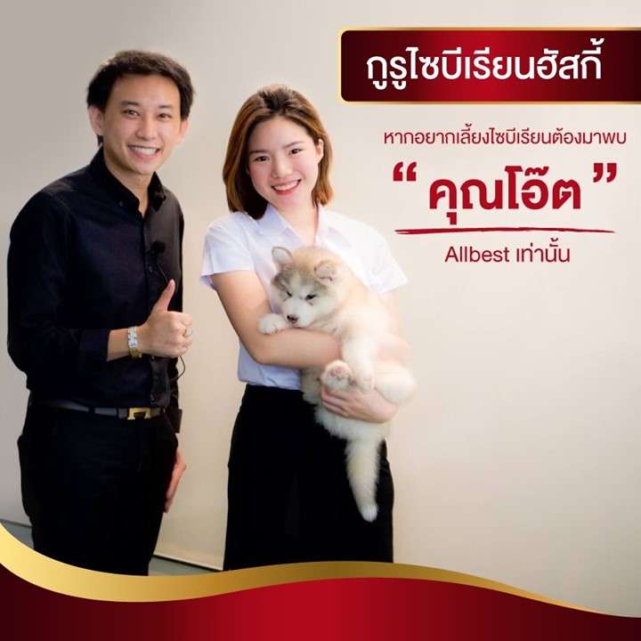 ขายไซบีเรียนฮัสกี้ เกรดดี มีทุกสีทุกแบบให้เลือก ที่ฟาร์มallbest เท่านั้น