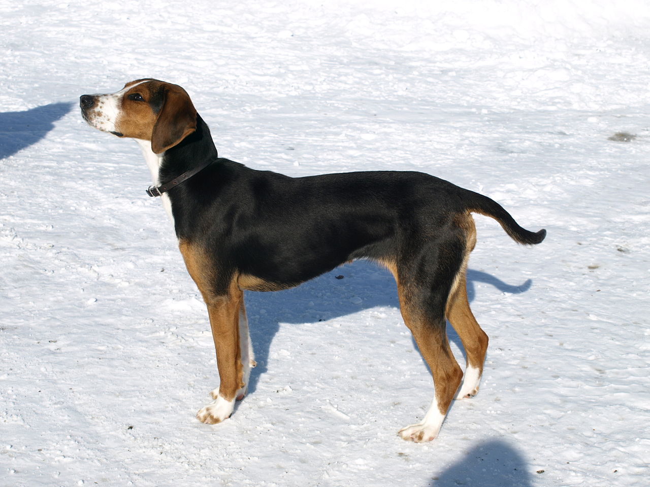 สุนัขสายพันธุ์ ฟินนิช ฮาวนด์ (Finnish Hound)