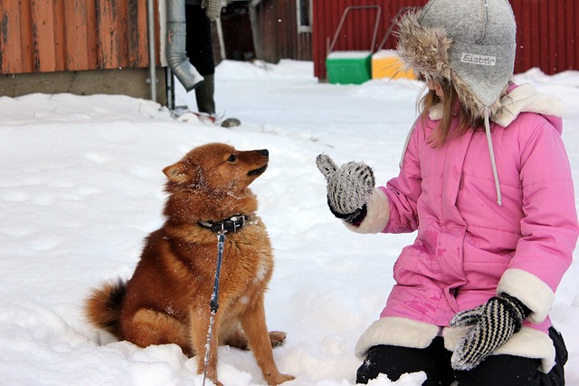 สุนัขสายพันธุ์ ฟินนิช สปิตซ์ (Finnish Spitz)