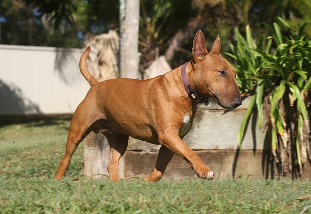 สุนัขสายพันธุ์ มินิเอเจอร์ บูล เทอร์เรียร์ (Miniature Bull Terrier)