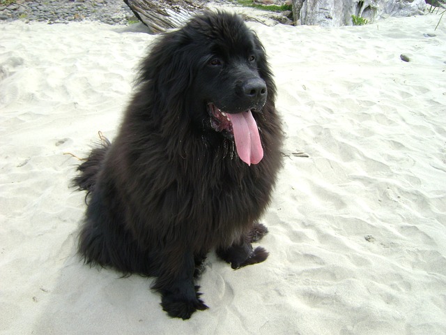 สุนัขสายพันธุ์ นิวฟาวนด์แลนด์ (Newfoundland)