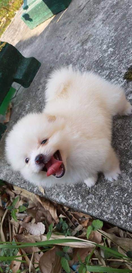 ลูกสุนัขปอมเมอเรเนียน น่ารัก กินเก่ง แข็งแรง