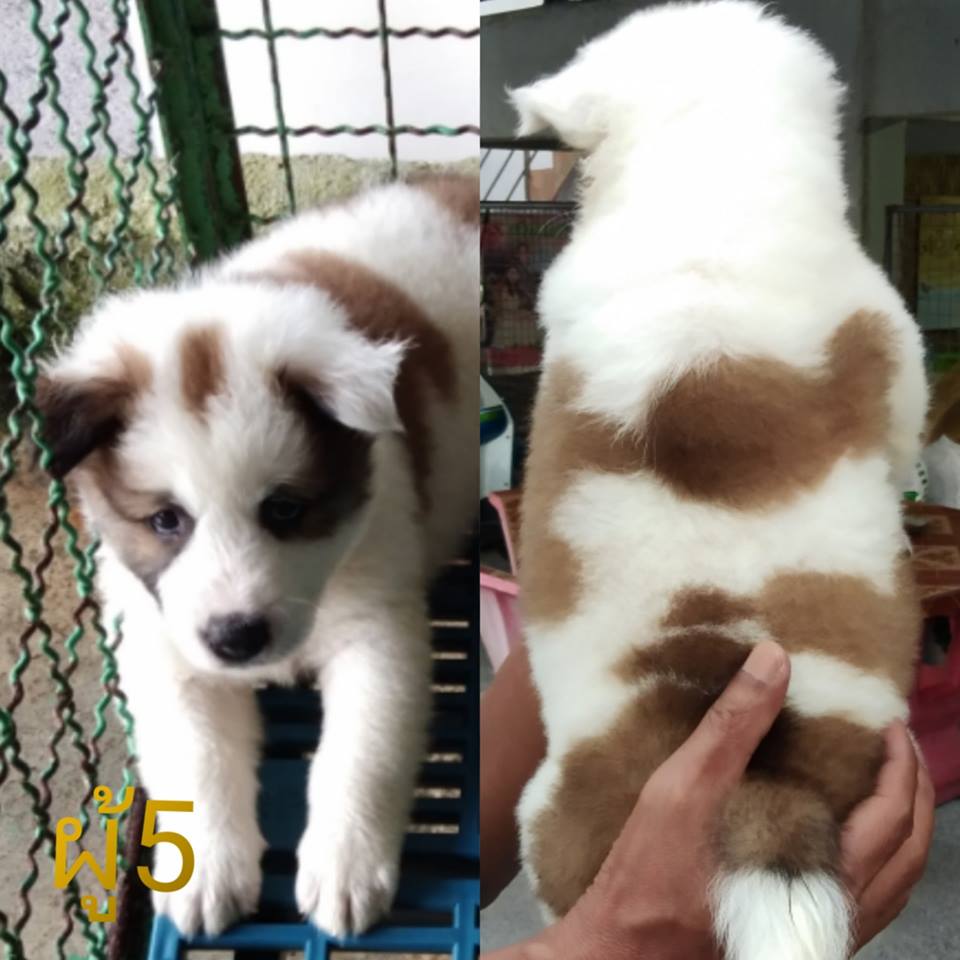 ขายบางแก้วแท้ 44วัน สายเฝ้าบ้าน