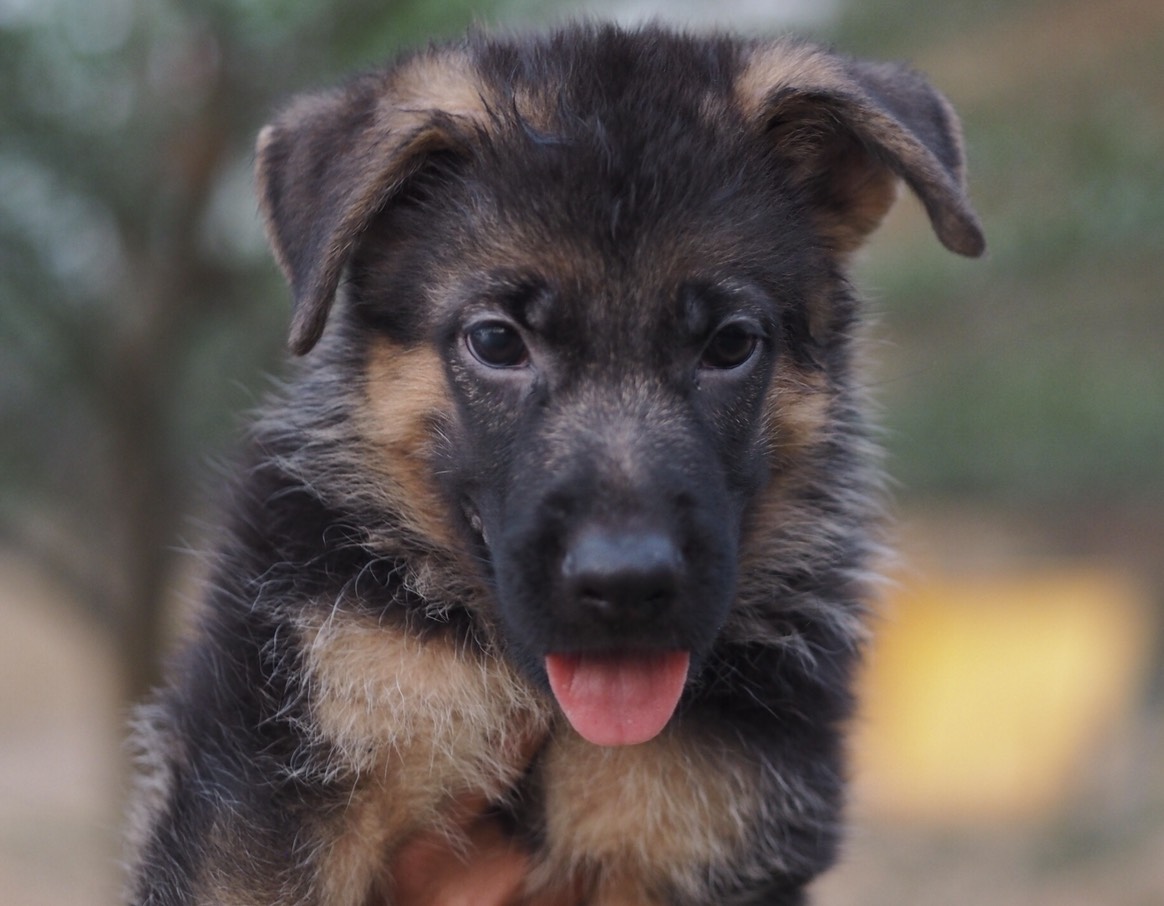 ขายน้องหมาเยอรมันเชฟเฟิร์ด แท้100% สายเลือดดี อายุ 3 เดือนคะ พร้อมใบทะเบียนพันธุ