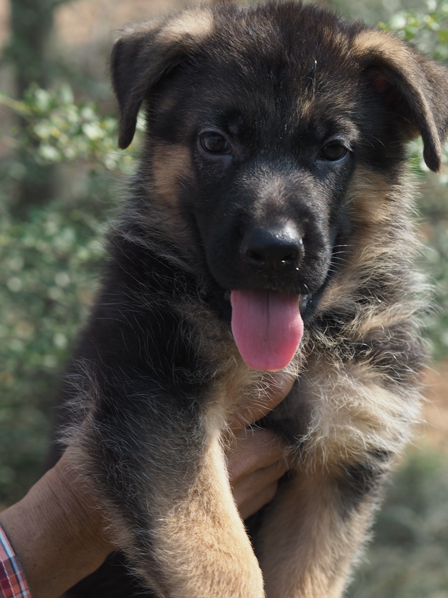 ขายน้องหมาเยอรมันเชฟเฟิร์ด แท้100% สายเลือดดี อายุ 3 เดือนคะ พร้อมใบทะเบียนพันธุ