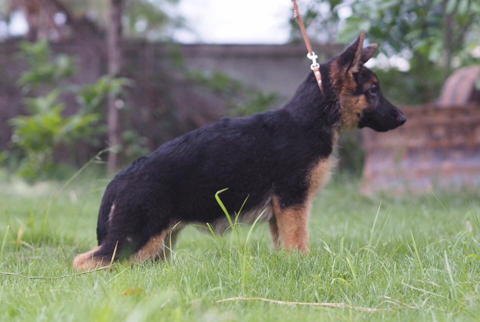 ขายน้องหมาเยอรมันเชฟเฟิร์ด แท้100% สายเลือดดี อายุ 3 เดือนคะ พร้อมใบทะเบียนพันธุ