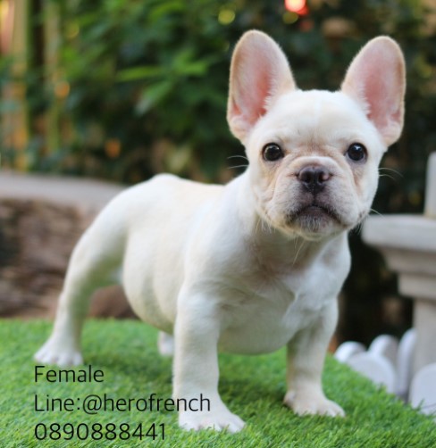 จำหน่ายลูกสุนัขเฟรนซ์ บลูด็อก รับประกันสุขภาพนาน 30 วัน line : @herofrench