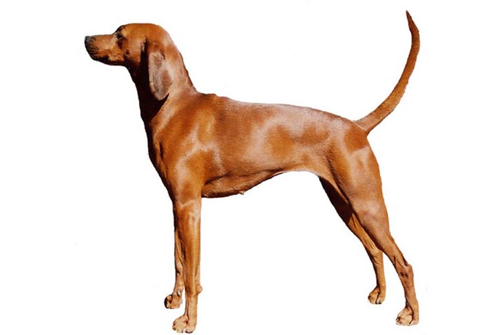 สุนัขสายพันธุ์ เรดโบน คูนฮาวนด์ (Redbone Coonhound)