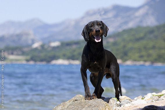 สุนัขสายพันธุ์ ยูโกสลาเวียน เมาน์เทน ฮาวนด์ (Yugoslavian Mountain Hound)