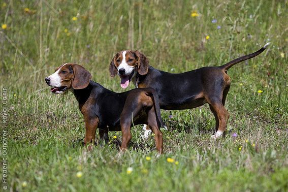สุนัขสายพันธุ์ ยูโกสลาเวียน ไตรคัลเลอร์ ฮาวนด์ (Yugoslavian Tricoloured Hound)