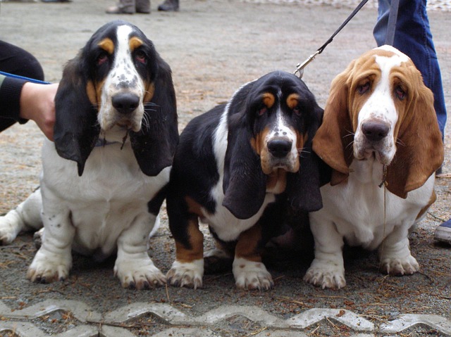 สุนัขสายพันธุ์ บาสเซต ฮาวนด์ (Basset Hound)