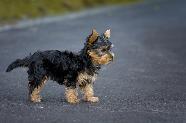 สุนัขสายพันธุ์ ยอร์กเชียร์ เทอร์เรียร์ (Yorkshire Terrier)