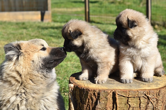 สุนัขสายพันธุ์ ยูเรเซียร์ (Eurasier)