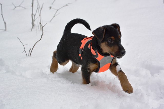 สุนัขสายพันธุ์ เยอรมัน ฮันติง เทอร์เรียร์ (German Hunting Terrier)