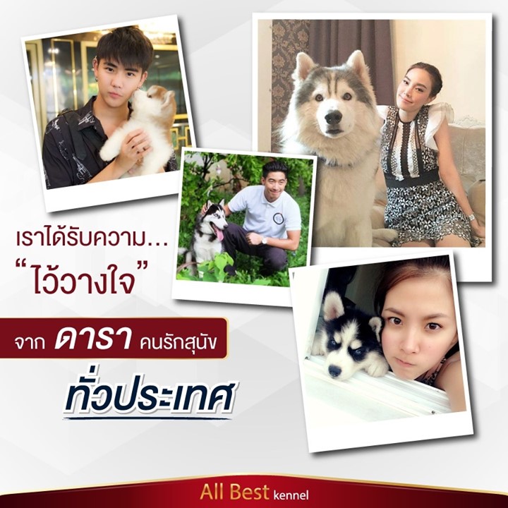 ขายไซบีเรียนฮัสกี้ เกรดดี มีทุกสีทุกแบบให้เลือก ที่ฟาร์มallbest เท่านั้นนะครับ