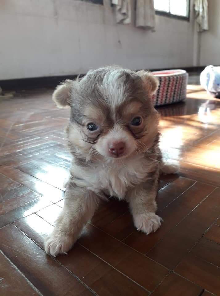 ขายลูกชิวาว่า