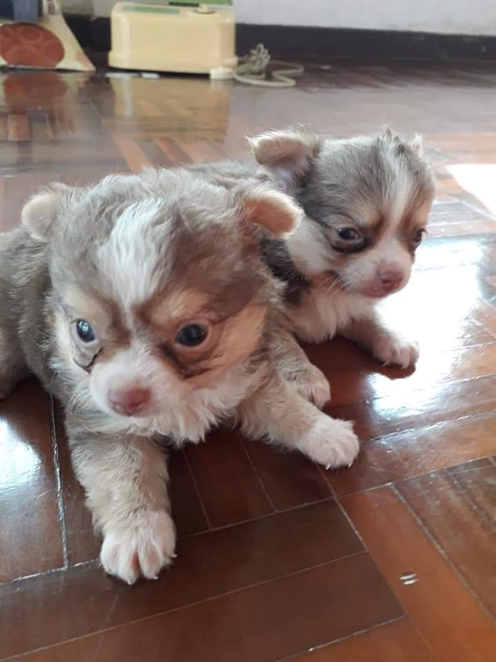ขายลูกชิวาว่า