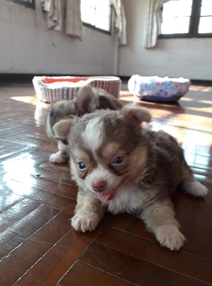 ขายลูกชิวาว่า
