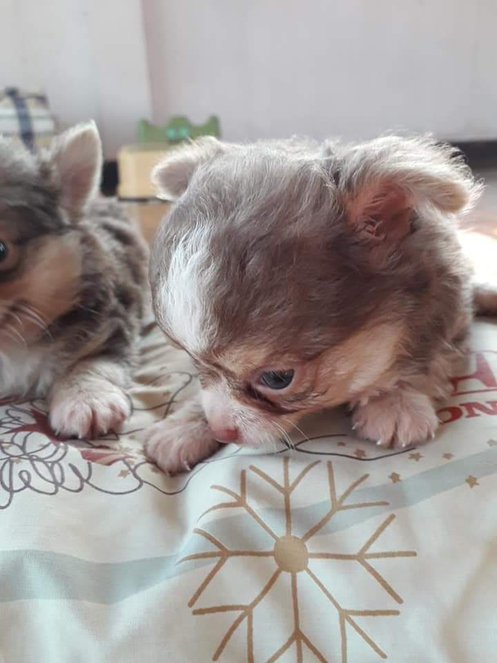 ขายลูกชิวาว่า