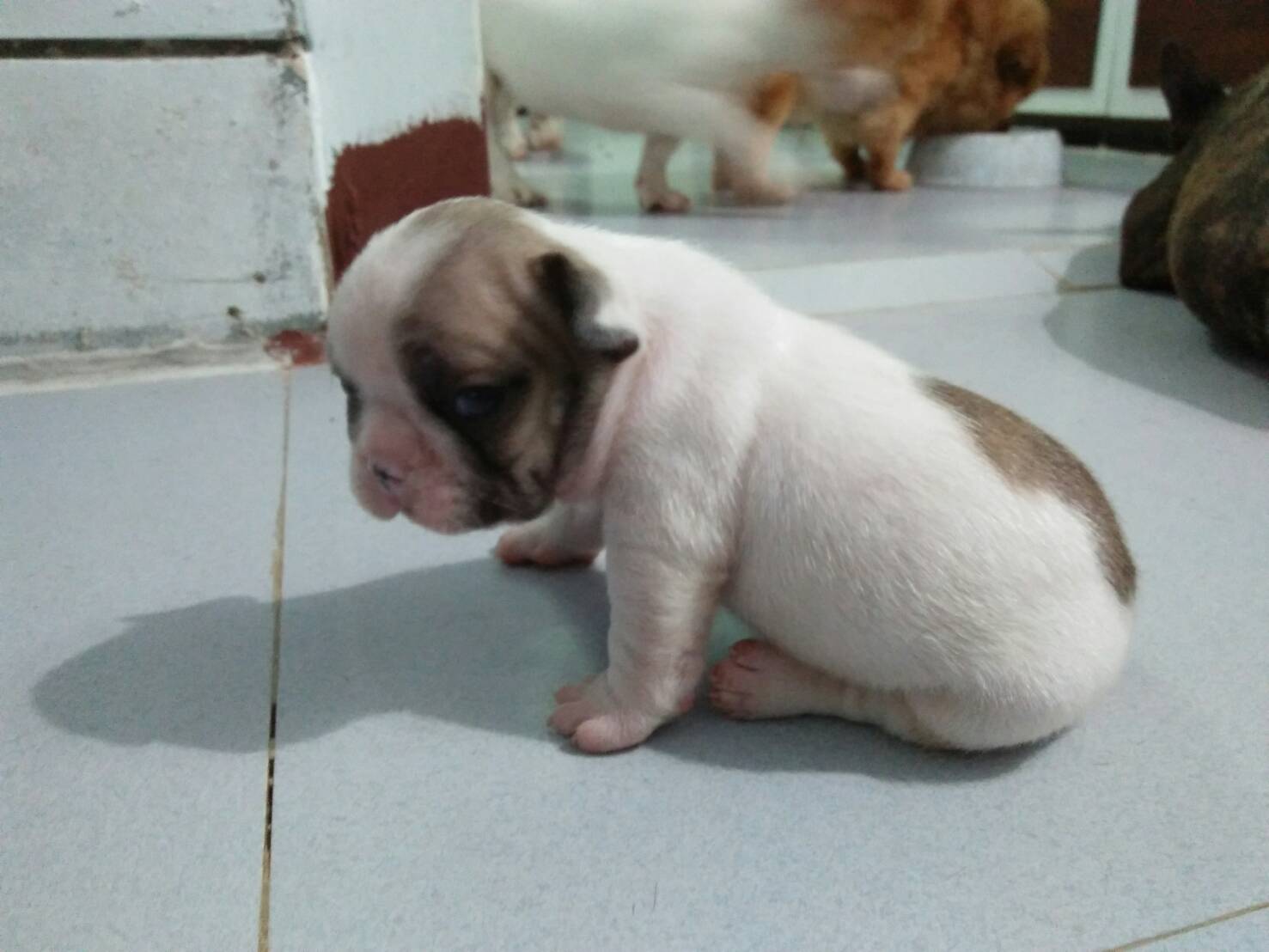 เปิดจองเฟร้นบลูด็อก
