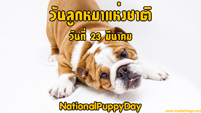 23 มีนาคม วันลูกหมาแห่งชาติ  NationalPuppyDay