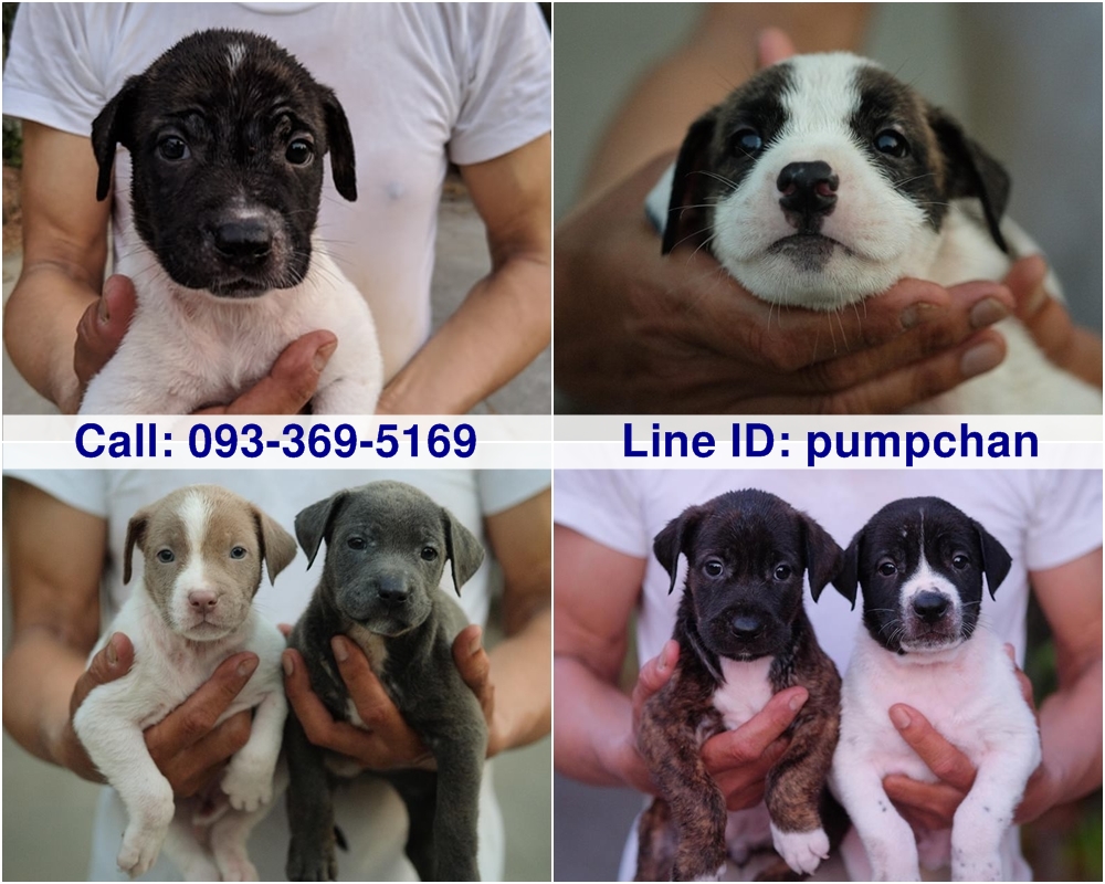ขายลูกสุนัข Pitbull (Bully) มีให้เลือก 12 ตัว เชิญชมกันครับ