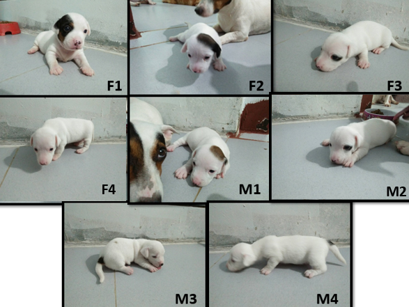 เปิดจองเเจ็ครัสเซล