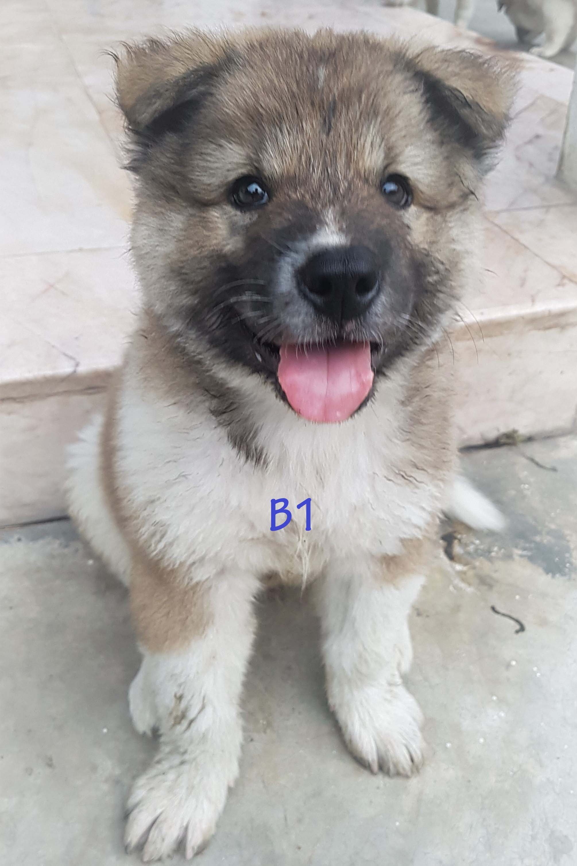 ลูกบางแก้วแท้ กำลังน่าร๊าก ชาย1 หญิง5 พร้อมย้ายบ้าน