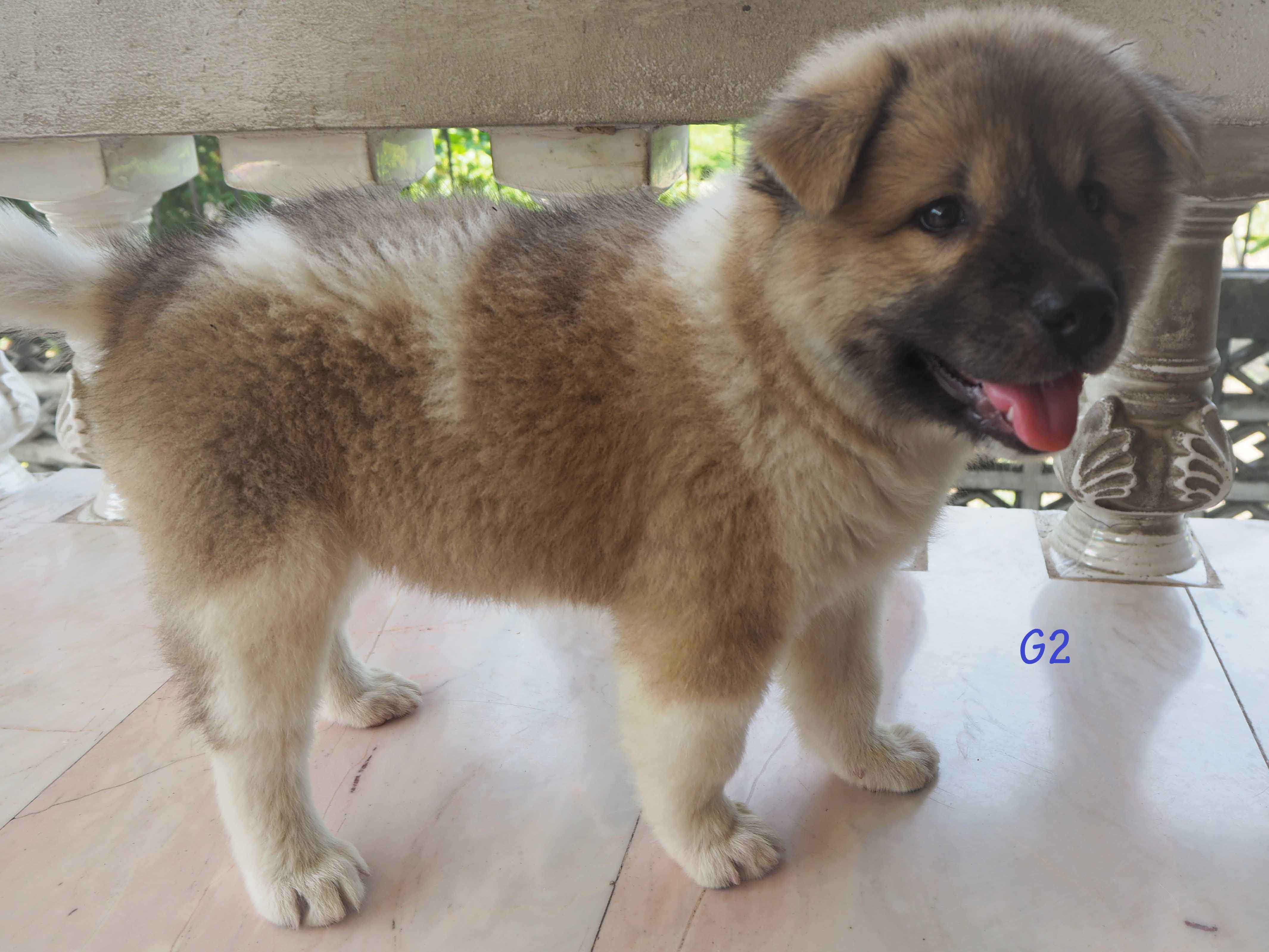 ลูกบางแก้วแท้ กำลังน่าร๊าก ชาย1 หญิง5 พร้อมย้ายบ้าน