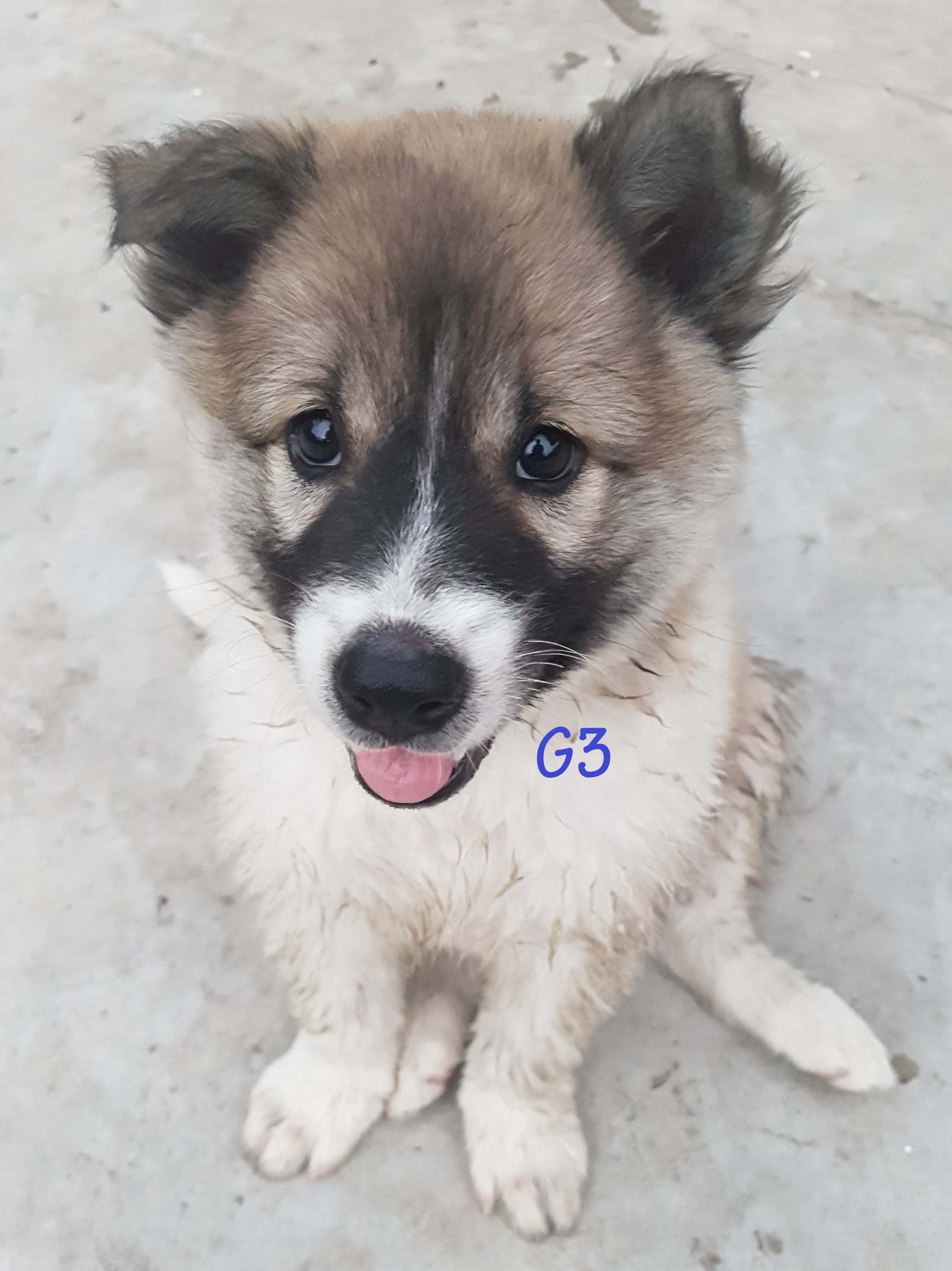 ลูกบางแก้วแท้ กำลังน่าร๊าก ชาย1 หญิง5 พร้อมย้ายบ้าน