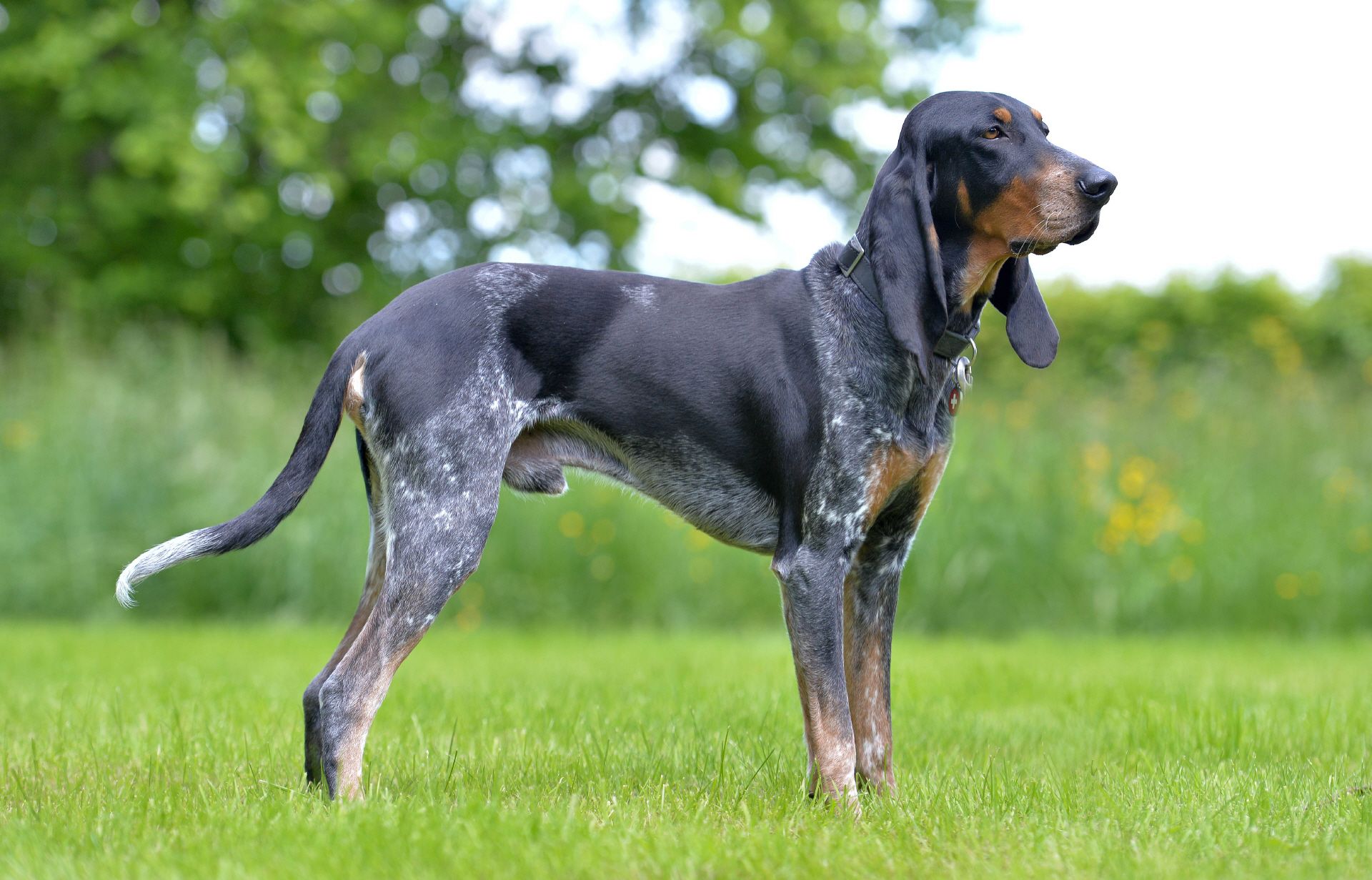 สุนัขสายพันธุ์ ลูกเซอร์เนอร์ ลัฟฮุนด์ (Luzerner Laufhund)
