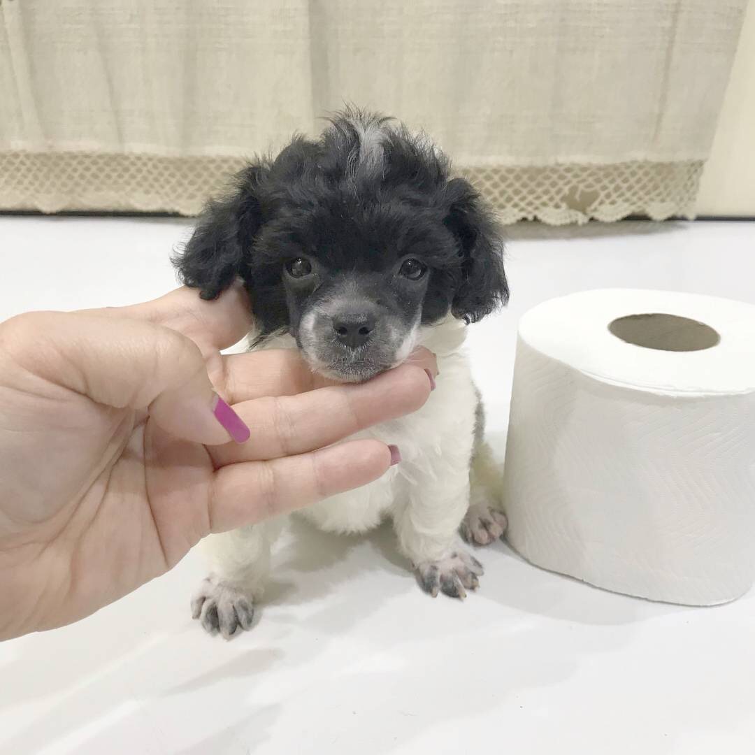 พุดเดิ้ลหน้าตุ๊กตา ไซด์จิ๋ว ราคาพิเศษค่ะ!