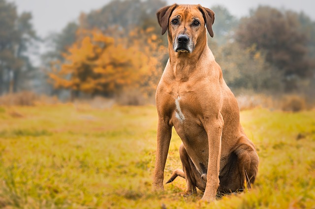 สุนัขสายพันธุ์ โรดีเชียน ริดจ์แบ็ก (Rhodesian Ridgeback)