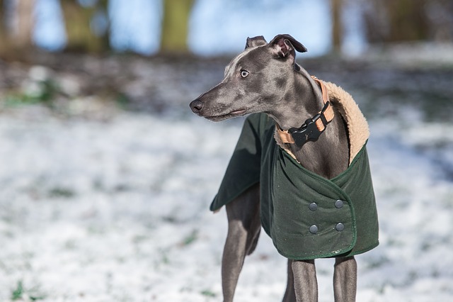 สุนัขสายพันธุ์ วิพเพต (Whippet)