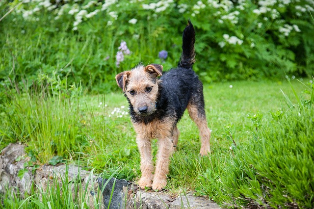 สุนัขสายพันธุ์ เลกแลนด์ เทอร์เรียร์ (Lakeland Terrier)