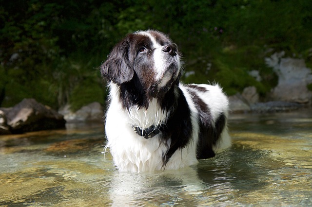 สุนัขสายพันธุ์ ลันเชร์ (Landseer)
