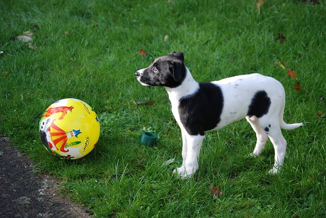 สุนัขสายพันธุ์ เลอร์เชอร์ (Lurcher)