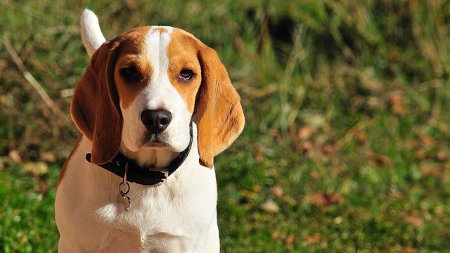 สุนัขสายพันธุ์ บีเกิล (Beagle)