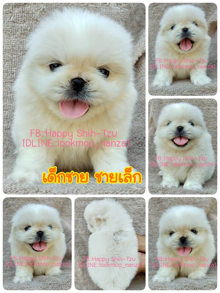 ปักกิ่งแท้ ชายเล็ก