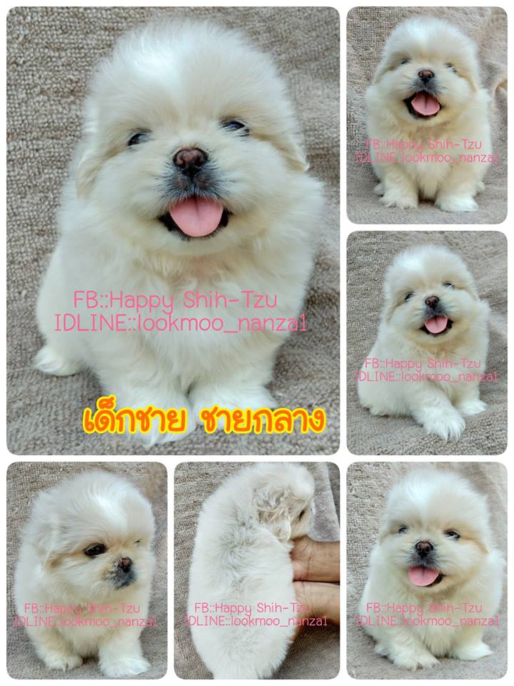 ปักกิ่งแท้ ชายกลาง
